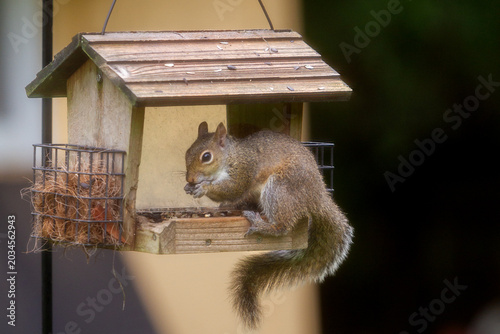 Wildlife in the backyard