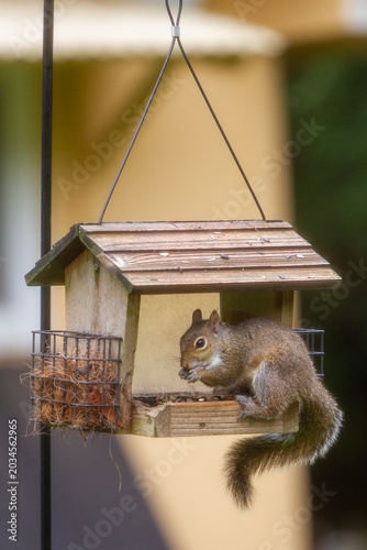 Wildlife in the backyard