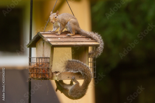 Wildlife in the backyard