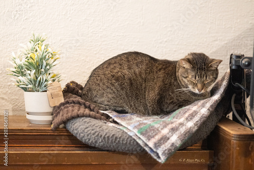 Tableau sur toile gato atigrado durmiendo