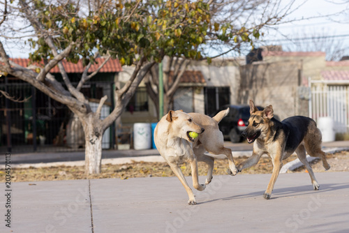 juego de pelota de perro