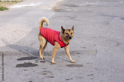 perrito con chamarra 