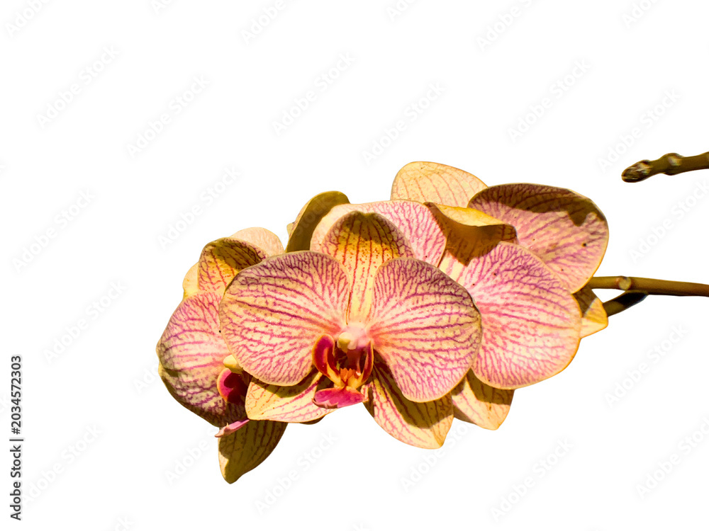 Naklejka premium Beautiful phalaenopsis orchid flowers with pink and yellow striped petals isolated on white isolated on transparent background