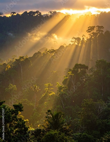 Sunlit tropical rainforest canopy with mist and golden light rays, lush jungle trees, morning wilderness landscape