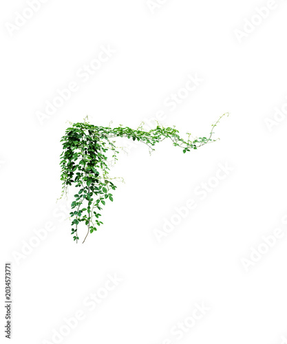 green grass isolated on white background