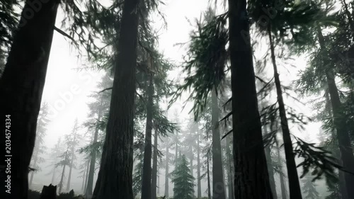 Dolly forward video glides through ancient evergreen forest, thick mystical fog. Golden light pierces pines, revealing dewy foliage. Profound serenity concept