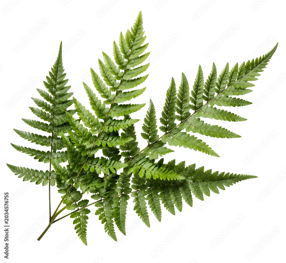 Obraz premium Green Fern Leaves