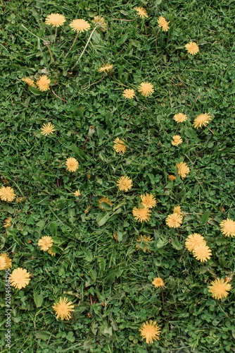 green grass with yellow dandelions flowers