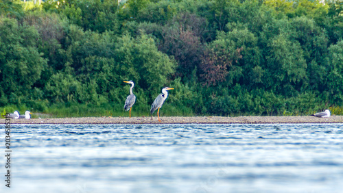 Photos Two Grey Herons Ardea cinerea standing alert on rocky shore while seagulls rest