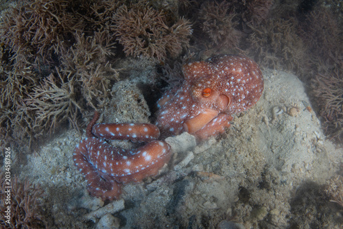 A Starry Night octopus, Pinnoctopus luteus, hunts for prey on a shallow coral reef at night in El Nido, Philippines. This fascinating cephalopod can rapidly change color and texture.
