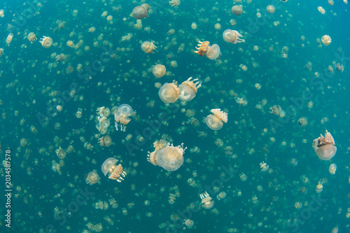 Golden jellyfish, Mastigias papua etpisoni, aggregate in Palau's famed Jellyfish Lake. This remote and beautiful marine lake is one of the unique places to snorkel on planet Earth.