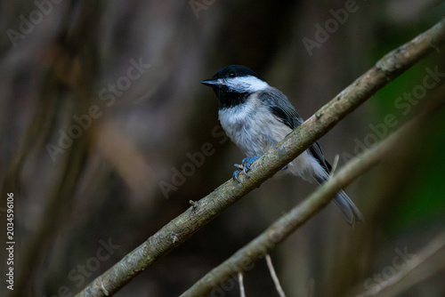 Chickadee in a tree in Spring.
