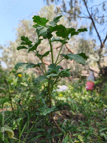 Photos Planta silvestre de hojas verdes creciendo en el campo bajo un cielo despejado