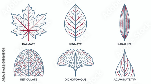 Botanical leaf venation patterns illustration showing palmate pinnate parallel reticulate dichotomous and acuminate tip leaf structures