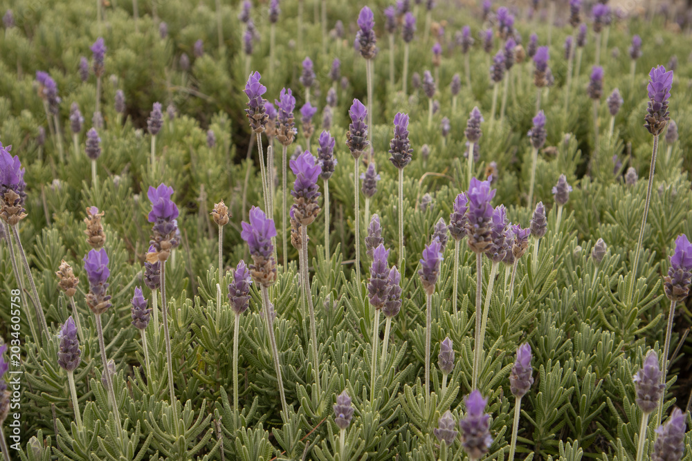 Obraz premium Beautiful close-up view of a lavender field with vibrant purple blossoms and soft green foliage.
