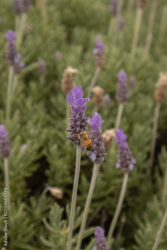 Obraz premium Close-up photograph of a honeybee pollinating blooming lavender flowers in a lush lavender field