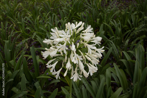 Beautiful close-up photograph of a blooming white agapanthus flower surrounded by lush green foliage in a garden setting