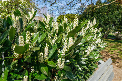 Photos Flowering evergreen shrub with upright white flower spikes (racemes) and glossy dark green leaves in full spring bloom, with sunny park setting in soft background