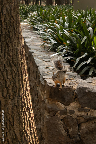 Gray squirrel exploring a rustic stone wall in a peaceful park surrounded by green plants and natural scenery