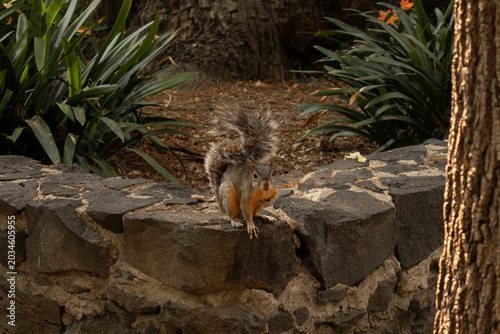 Gray squirrel exploring a rustic stone wall in a peaceful park surrounded by green plants and natural scenery