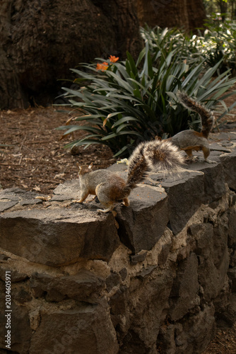Gray squirrel exploring a rustic stone wall in a peaceful park surrounded by green plants and natural scenery