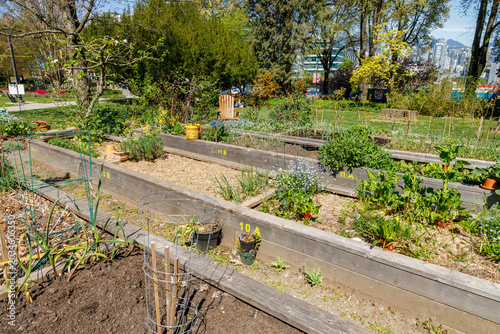 Numbered community garden plots with wooden raised beds, yellow watering can, growing plants, downtown skyline and North Shore mountains in distance.