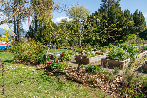 Dwarf apple tree with bare spring branches surrounded by raised wooden beds and growing vegetables, lawn in foreground and downtown crane visible behind trees.