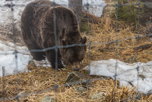 Grizzly bear with head lowered sniffing the ground among dry straw and rocks at Grouse Mountain wildlife habitat, wire mesh fence in foreground.