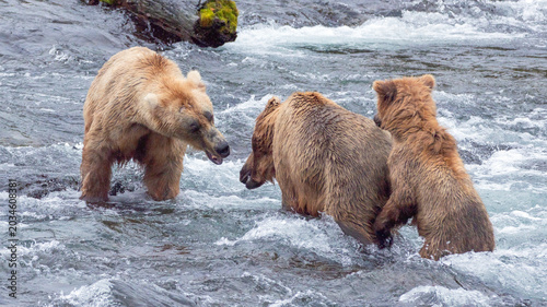 Schilderij op canvas Mother grizzly bear protecting her yearling cub from an aggressive male kodiak b