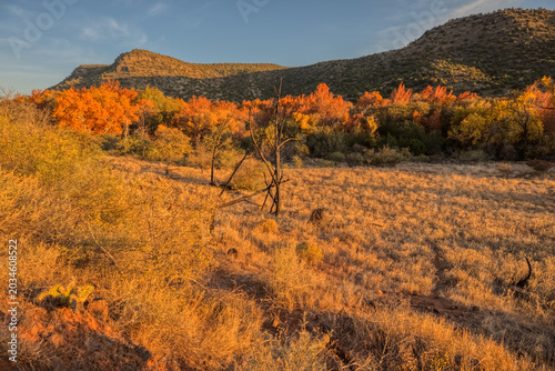 Autumn colors along Wet Beaver Creek AZ