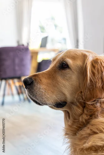 Fototapeta Golden retriever is gazing left in dining area, with purple chairs, wooden table, window