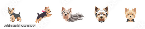 Fényképezés Yorkshire Terrier Cute Dog Flat Design Pet Vector Collection
