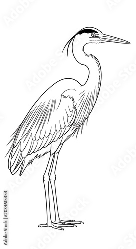 Elegant crane bird standing on one leg drawing.