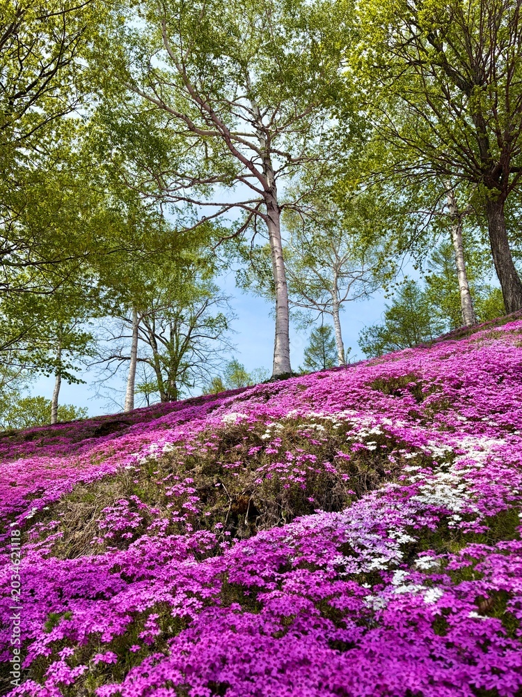 Obraz premium Beautiful moss phlox (Shibazakura) flowers blooming in spring, Japan⁠