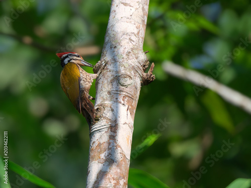 Obraz na plátne A colorful Common flameback woodpecker clings vertically to a pale tree trunk, u