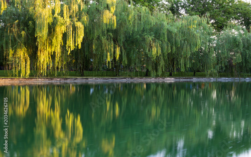 Schilderij op canvas A line of Weeping willow trees by the canal during the golden hour