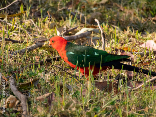 Eastern Rosella Bird in Batemans Bay, Australia