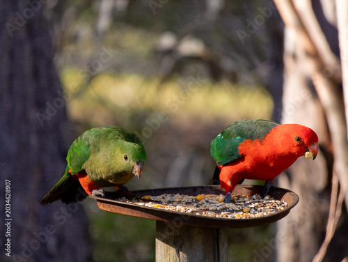 Eastern Rosella Parrots Feeding in Batemans Bay, Australia