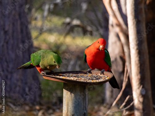 Eastern Rosella Parrots Feeding in Batemans Bay, Australia