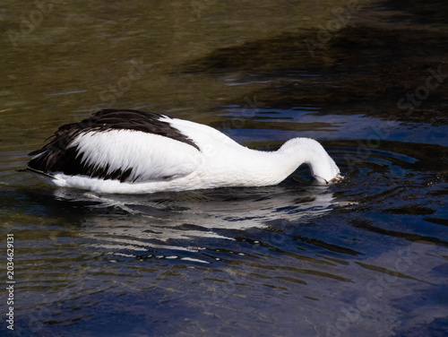Pelican Fishing in Batemans Bay, Australia