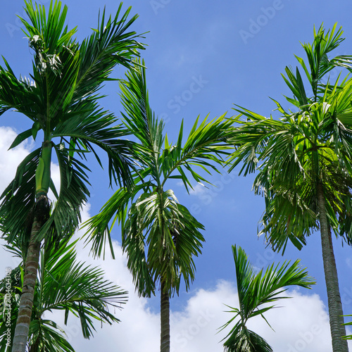 palm trees