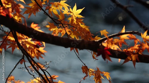 紅葉と清流