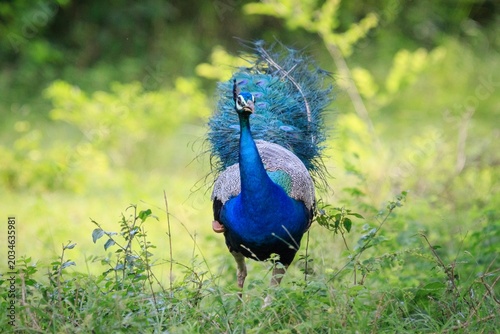 Indian Peafowl Walking Through Green Grassland in Wild Habitat