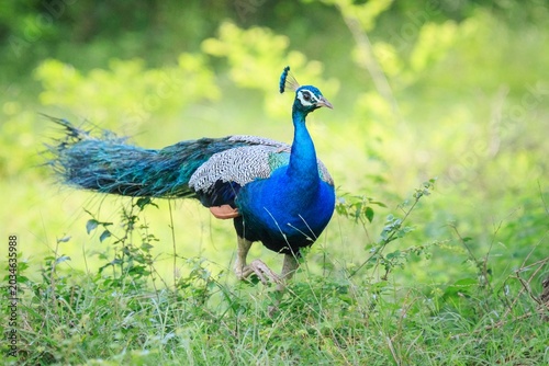 Indian Peafowl Walking Through Green Grassland in Wild Habitat