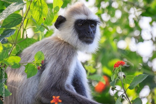 Tufted Gray Langur Sitting Among Lush Green Leaves and Flowers