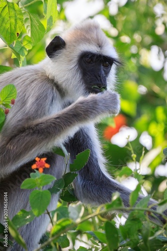 Tufted Gray Langur Sitting Among Lush Green Leaves and Flowers
