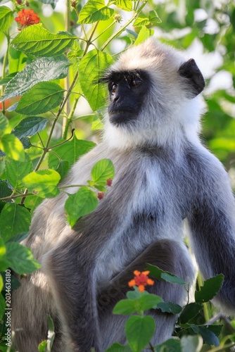 Tufted Gray Langur Sitting Among Lush Green Leaves and Flowers