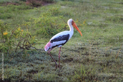 Painted Stork Standing in a Lush Green Meadow during Early Morning