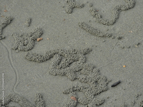 Photos Sand Pellet Patterns on Intertidal Flat