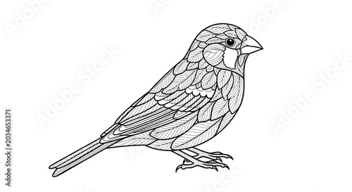 Coloring book bird illustration.